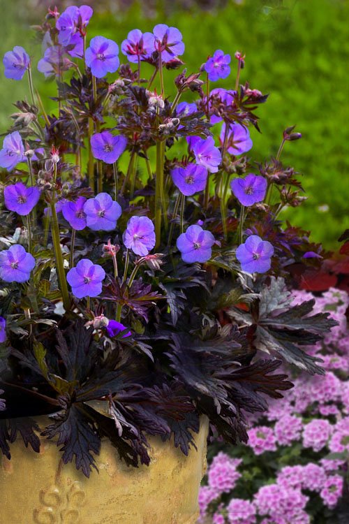 Purple Perennial Flowers in pot