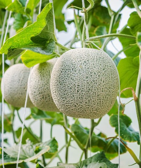 36 Fruits That Start With C | Balcony Garden Web