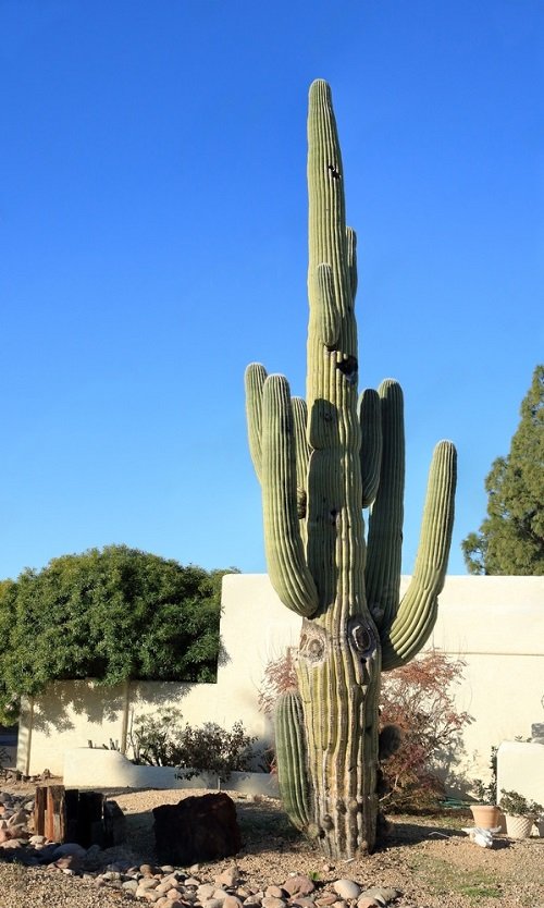 Types of Columnar Cactus Varieties 1