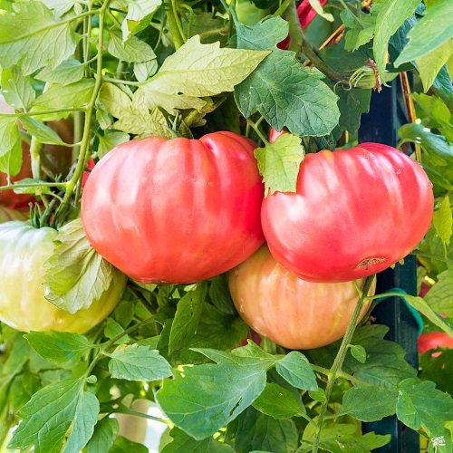 list of Best Tomatoes for Sandwiches
