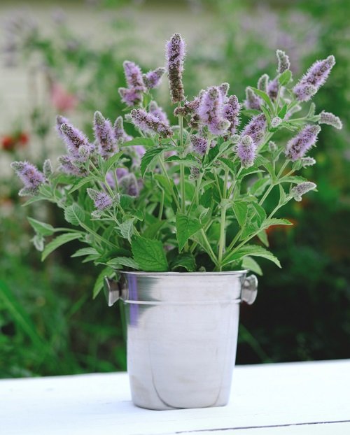Catmint in metal pot 