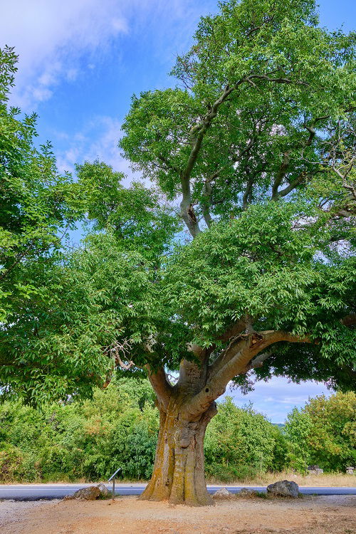 Top Trees for Pollution Reduction