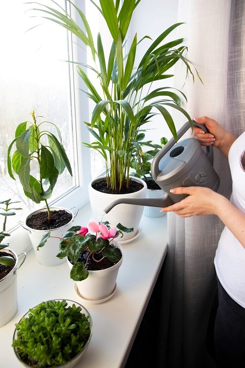 Flush Plants Without Overwatering