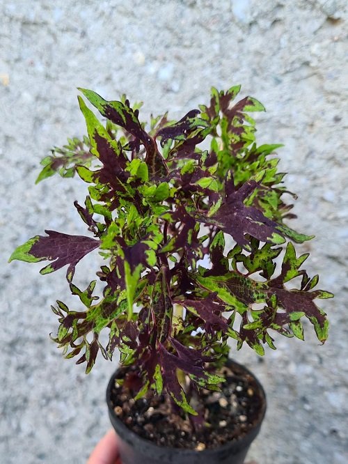 Purple Coleus Varieties 20
