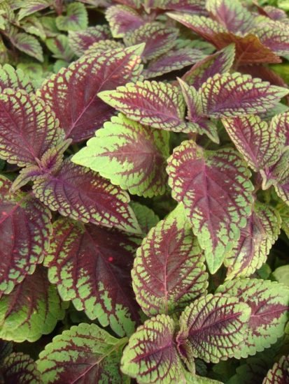 54 Most Beautiful Purple Coleus Varieties | Balcony Garden Web
