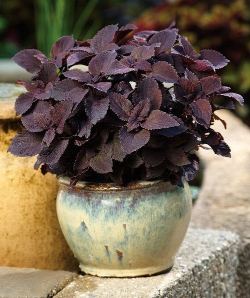 wonderful Coleus varieties in purple