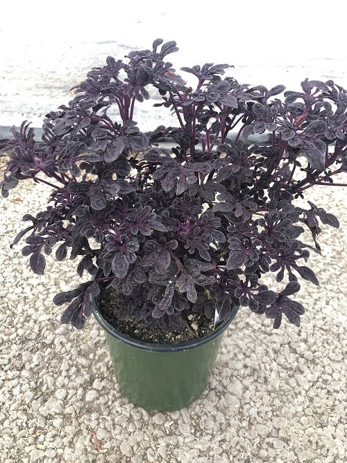 beautiful varieties of purple coleus 