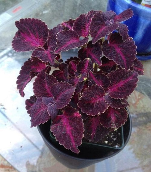 Purple Coleus Varieties 40