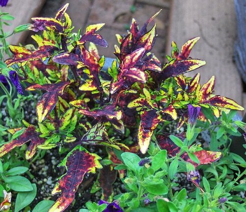 Purple Coleus Varieties 1