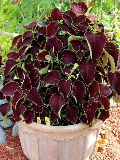 54 Most Beautiful Purple Coleus Varieties | Balcony Garden Web