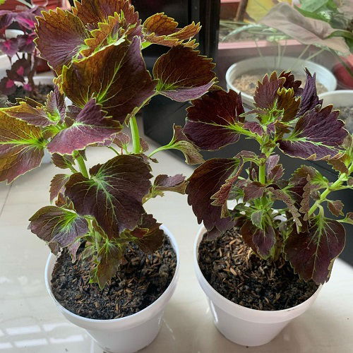 beautiful Purple Coleus Types