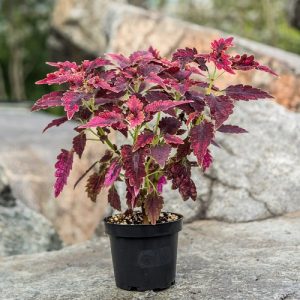 54 Most Beautiful Purple Coleus Varieties Balcony Garden Web   Coleus ‘Black Beauty 300x300 