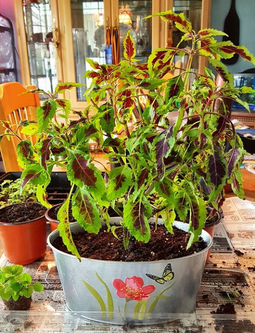 best stunning Coleus varieties in purple