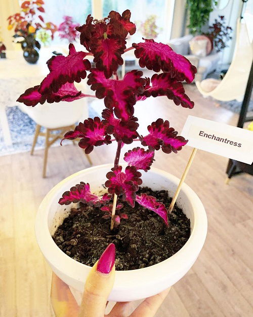 Gorgeous Purple Coleus Types