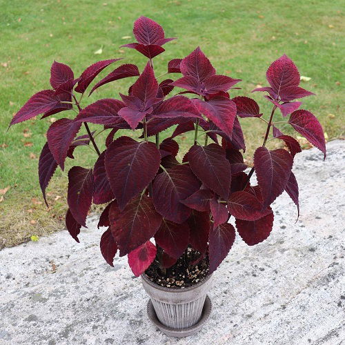 best wonderful Coleus varieties in purple