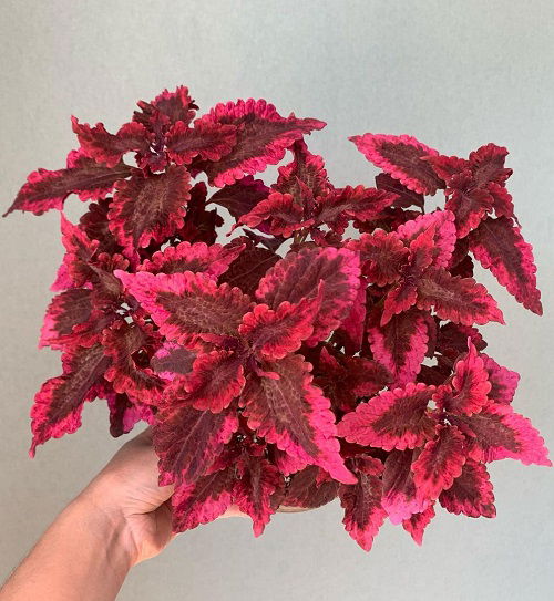 stunning Coleus varieties in purple