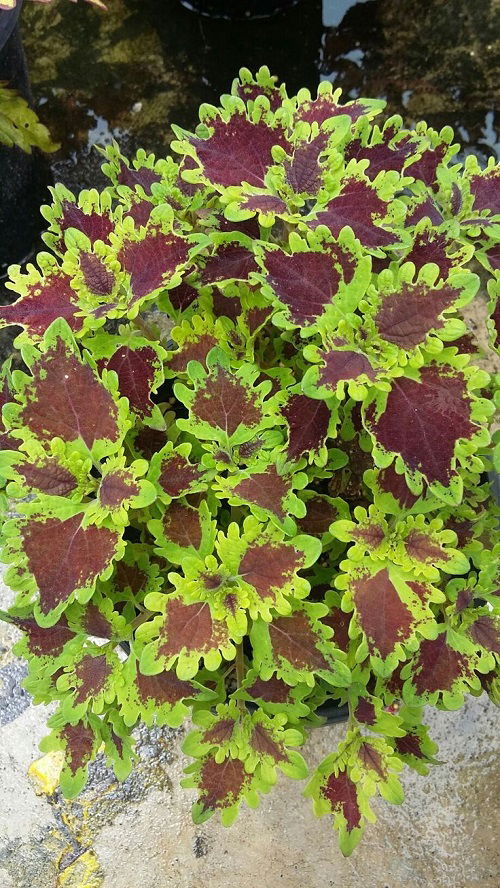 wonderful Coleus different types in purple