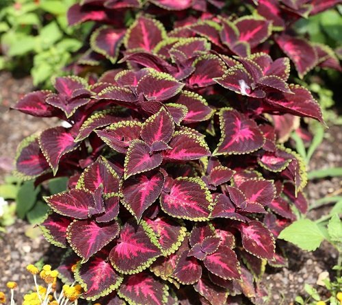 Purple Coleus Varieties 54