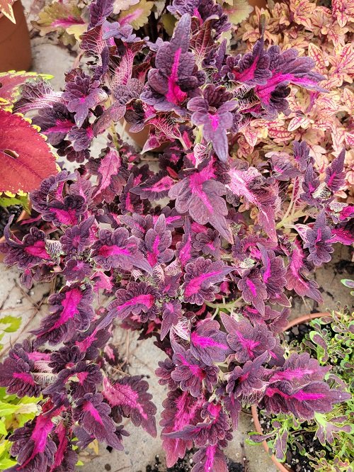Purple Coleus Varieties 18