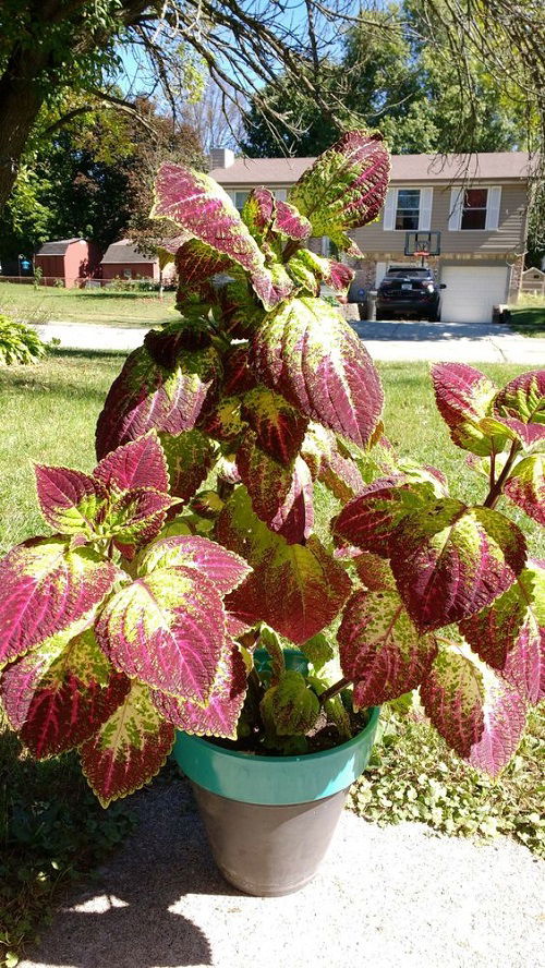 Purple Coleus Varieties in garden