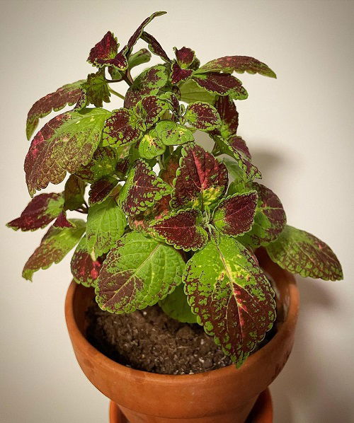 best Greatest Purple Coleus Types