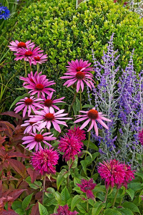 Stunning Perennial Combinations for your backyard