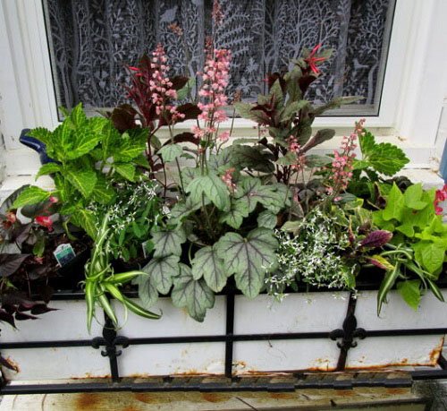 Best Foliage Plants for Window Boxes ideas