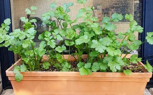 Best Window Box Herbs to Grow in Window sill