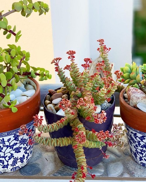 Pink-Flowered Succulents 2