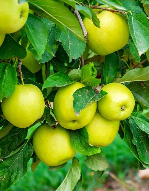 Yellow Apple Varieties 15