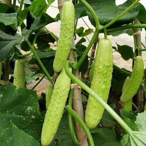 Mini Cucumber Varieties 15