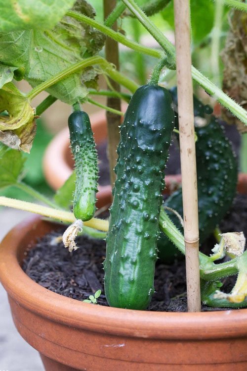 Mini Cucumber Varieties 13