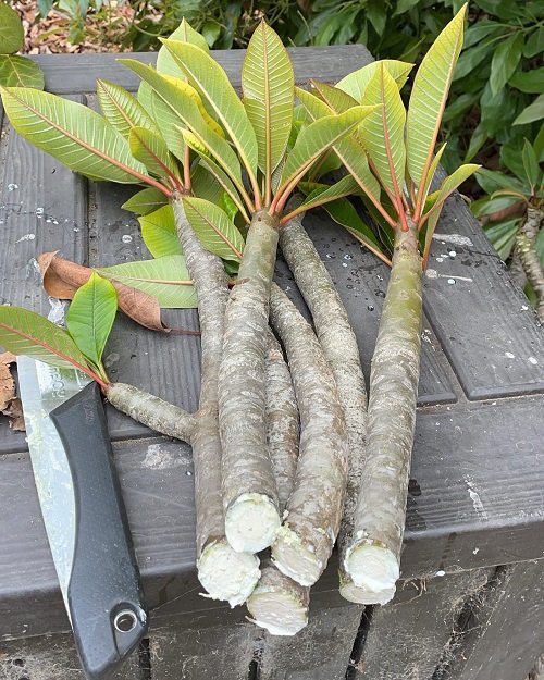 How to Grow Plumeria from Cuttings 3