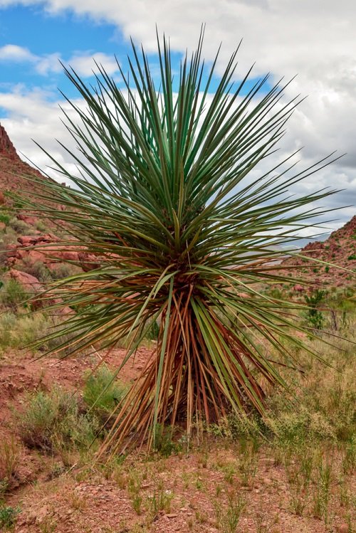 best Plants Similar To Yucca 