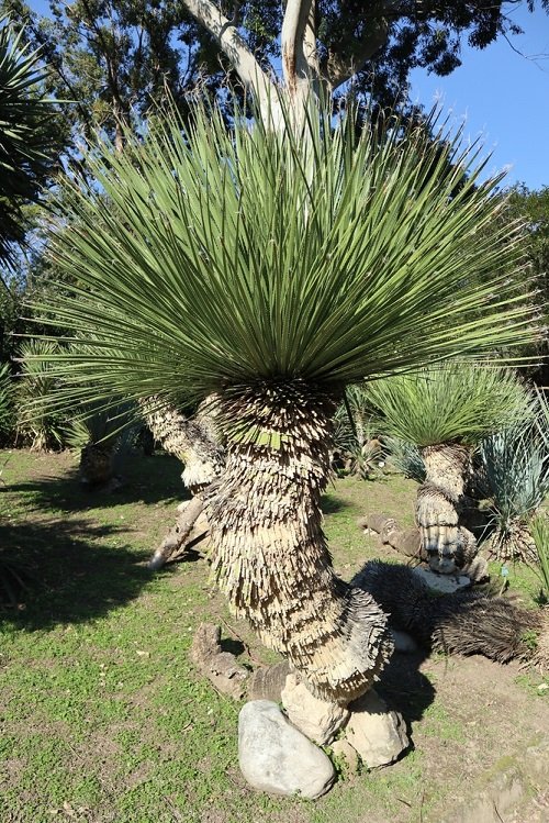 best Plants That Are Like Yucca