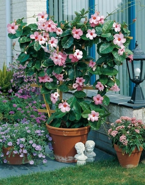 Stunning Dipladenia Varieties in garden pot