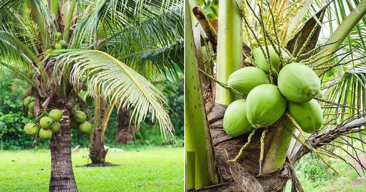 Do Coconuts Grow On Palm Trees? | Balcony Garden Web
