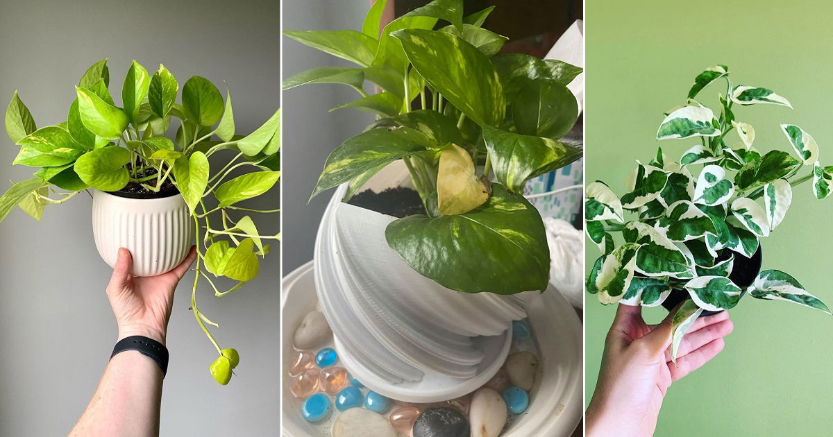 Do Pothos Like Humidity | Is Humidity Good for Pothos?