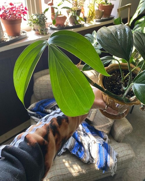 Requirements to Grow Dragon Tail Philodendron