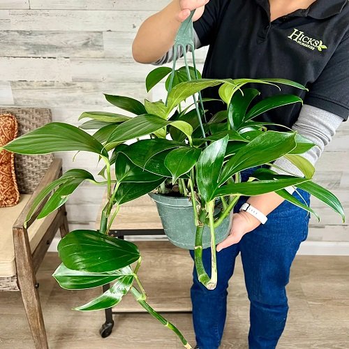 Dragon Tail Philodendron Care Tips