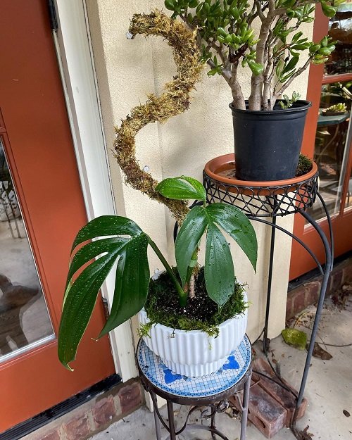 Dragon Tail Philodendron Care Tips and Tricks