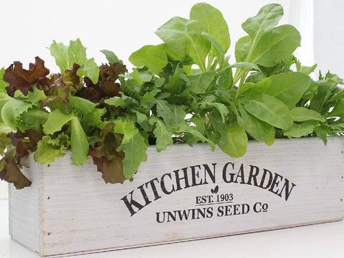 top Best Window Box Herbs to Grow