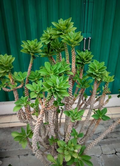 26 Most Beautiful Types of Euphorbia Varieties