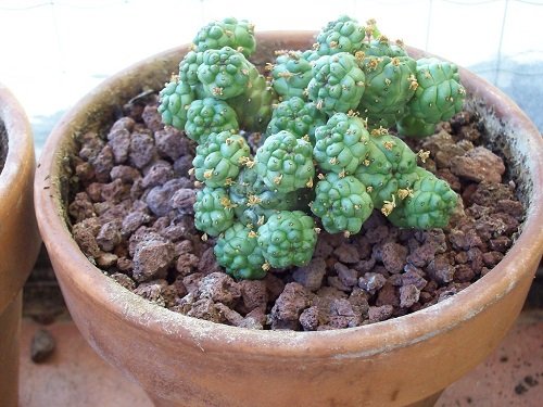 Types of Euphorbia Varieties 21