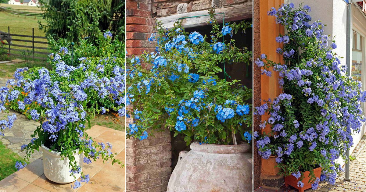 How to Grow Plumbago | Growing Leadworts