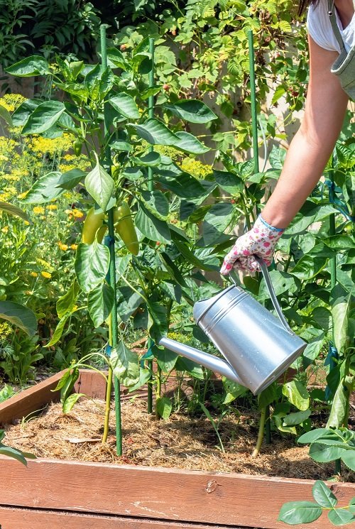 9 PRO Tips to Grow Tastiest Bell Peppers Ever