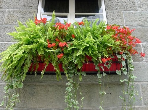 Plants for Window Boxes 13