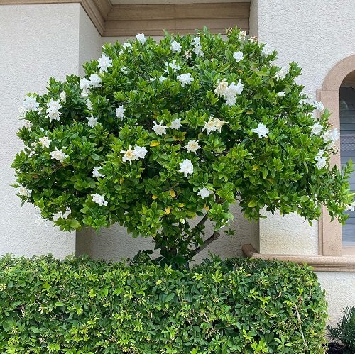 Beautiful Types of Gardenias in Florida in indoor garden 