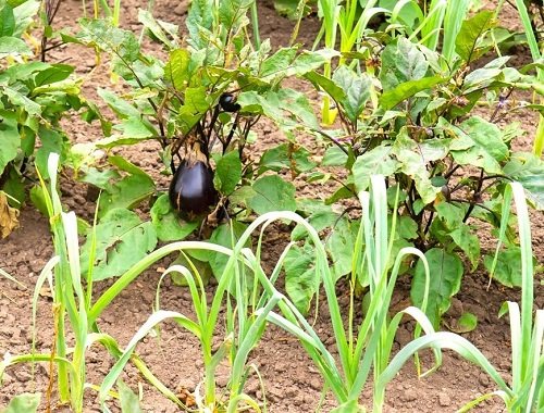 Companion Plants for Eggplants 9