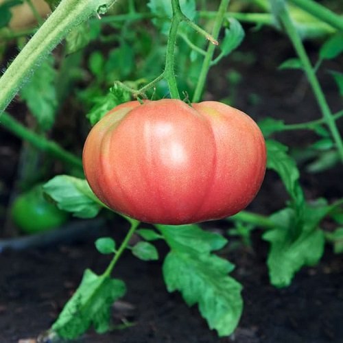 german pink Best Tomatoes for Sandwiches
